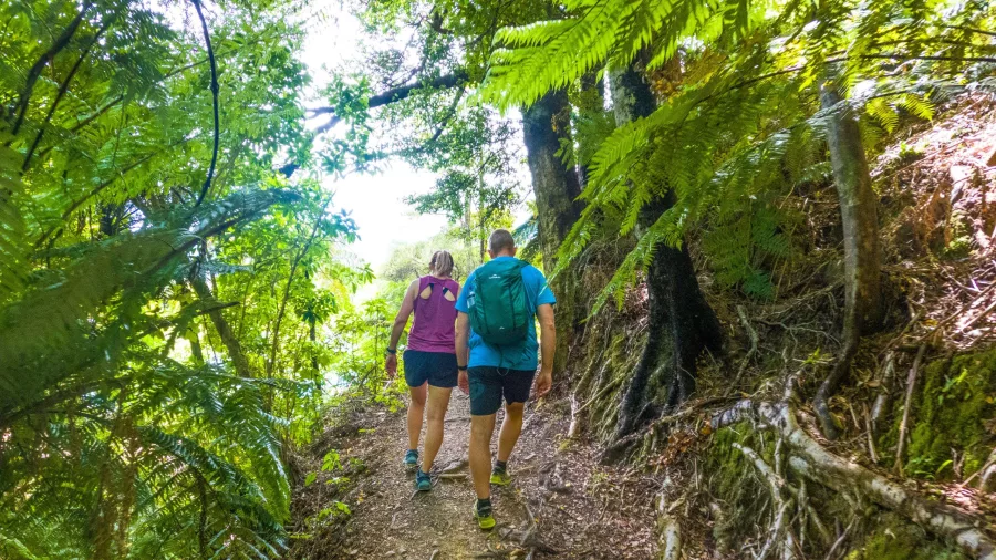 Couple hiking a shaded bush trail on the Queen Charlotte Track near Picton, Marlborough Sounds