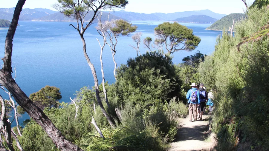 Group hiking along a coastal trail with sweeping sea views on the Queen Charlotte Track