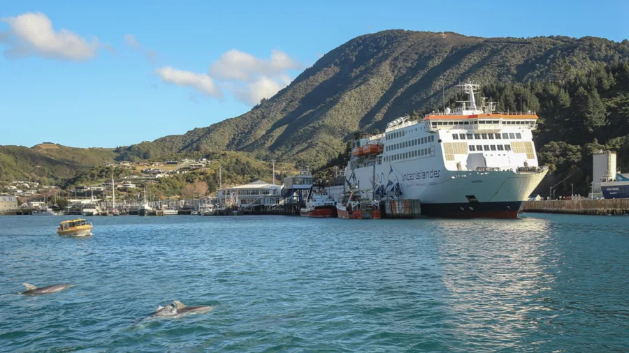 Dolphins swimming near Interislander ferry in Picton Harbour, Marlborough