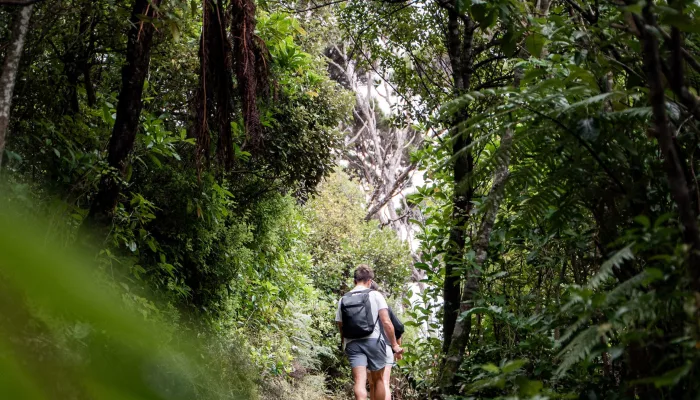Hiker walking along a forest track on Motuara Island surrounded by lush native bush.