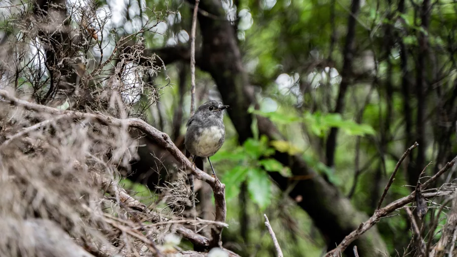 A curious South Island robin perched in native bush on Motuara Island.
