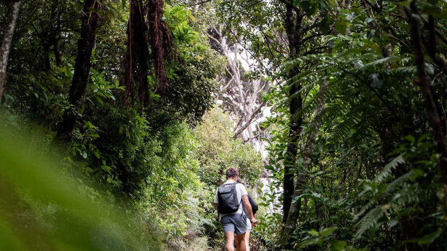 Hiker walking along a forest track on Motuara Island surrounded by lush native bush.