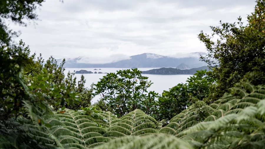 Native ferns framing the misty hills and islands of Marlborough Sounds from Motuara Island.