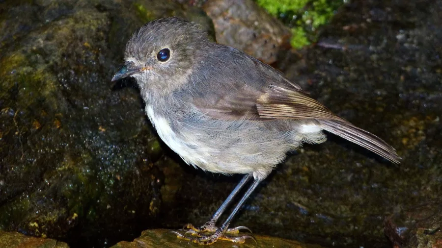 South Island robin standing on a rock in New Zealand forest