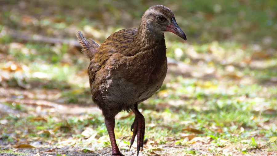 Weka walking along the ground in New Zealand