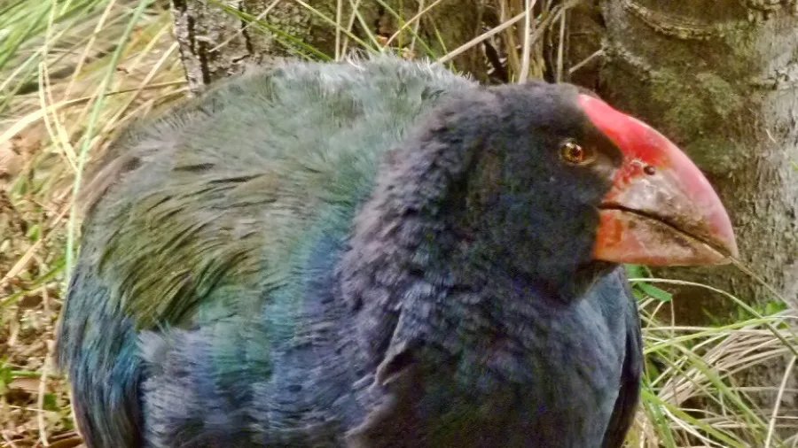 Endangered South Island takahē walking through grass in New Zealand