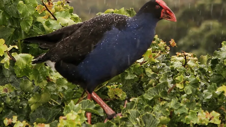 Pūkeko standing in the rain among green foliage in New Zealand