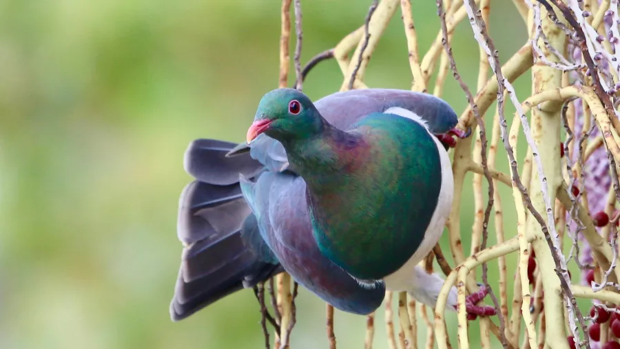 New Zealand kererū perched and feeding on berries