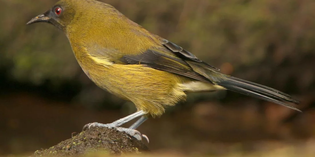 Native bellbird (Korimako) perched on a branch at Motuara Island in the Marlborough Sounds.
