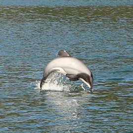 Hector’s dolphin leaping playfully near a cruise boat in Queen Charlotte Sound.