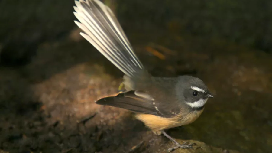Native New Zealand fantail bird (Pīwakawaka) foraging on the forest floor of Motuara Island.