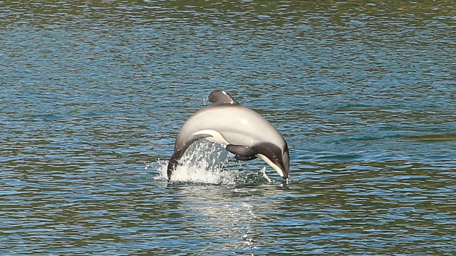 Hector’s dolphin leaping playfully near a cruise boat in Queen Charlotte Sound.
