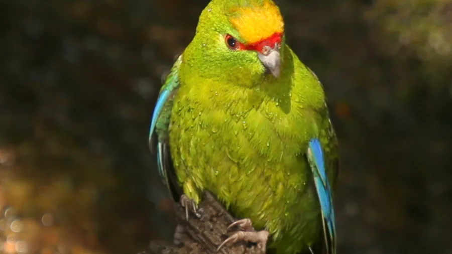 Vibrant red-crowned parakeet (Kākāriki) seen during a birdwatching walk on Motuara Island.