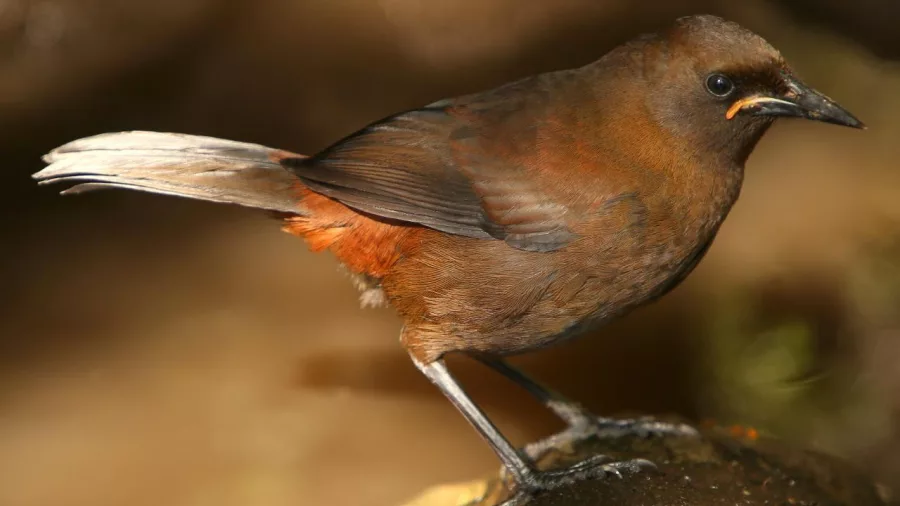 Native New Zealand saddleback bird (Tīeke) at Motuara Island predator-free sanctuary.