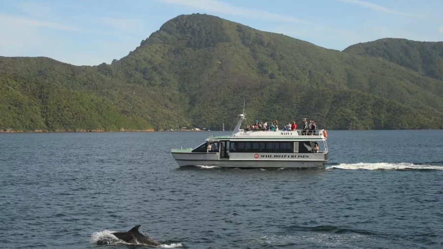 Mail Boat Cruise passing through Queen Charlotte Sound with a dolphin leaping in the foreground.