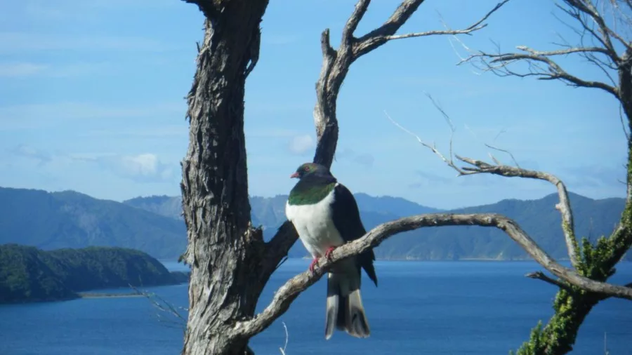 New Zealand kererū perched on a branch overlooking Queen Charlotte Sound from Motuara Island.