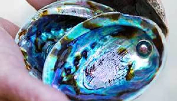 Iridescent pāua shell showcasing natural beauty at Arapawa Blue Pearls in Picton.