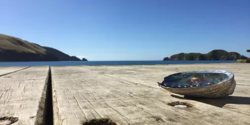 Paua shell resting on a wooden jetty at Whekenui Bay near Arapawa Blue Pearls.