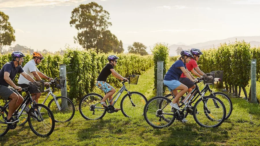 Group of cyclists riding through vineyard rows in Marlborough