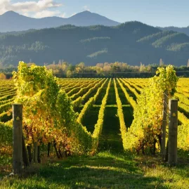 Golden vineyard rows in Marlborough with mountains in the background on a sunny day