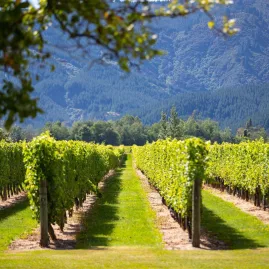 Rows of vines at Wairau River Restaurant vineyard in Marlborough on a wine tour from Picton or Blenheim