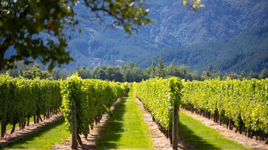 Rows of vines at Wairau River Restaurant vineyard in Marlborough on a wine tour from Picton or Blenheim