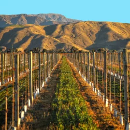 Vineyard rows stretching toward the dry hills of Marlborough under a bright sky