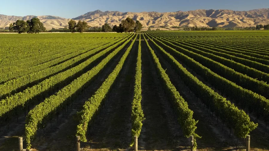 Neatly aligned vineyard rows in Marlborough with mountain backdrop at sunset