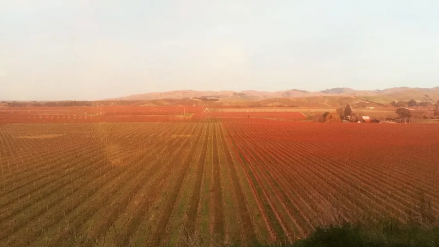 Expansive view of Brancott Estate vineyards in Marlborough during autumn
