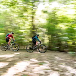 Two riders biking at speed through a sun-dappled forest trail on the Queen Charlotte Track.