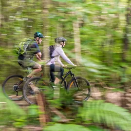 Pair of mountain bikers riding closely through a dense green forest on the Queen Charlotte Track.