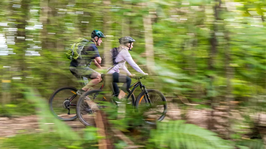 Pair of mountain bikers riding closely through a dense green forest on the Queen Charlotte Track.