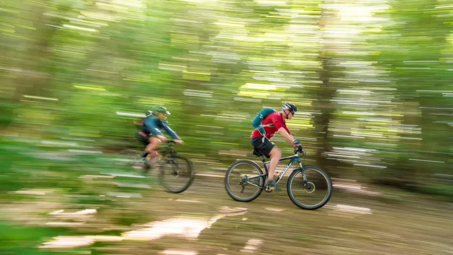 Two cyclists racing through a lush forest trail, mid-ride on the Queen Charlotte Track.