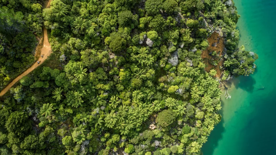 Aerial view of native forest meeting turquoise water along the Queen Charlotte Track.