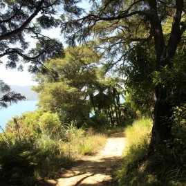 Shaded walking track through native bush with sea glimpses near Punga Cove