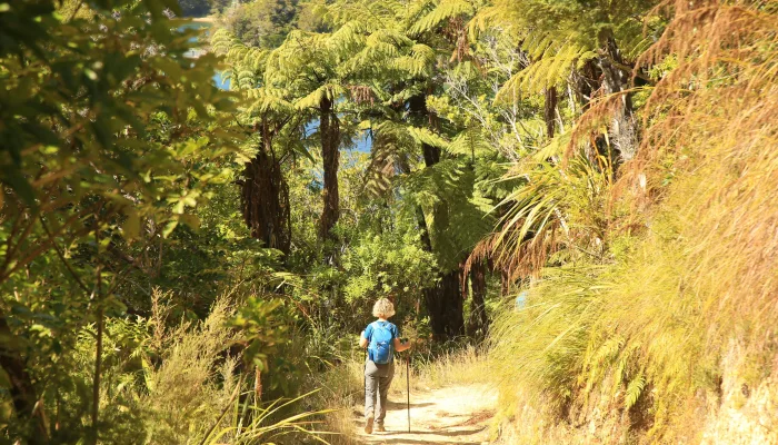 Lone tramper walking downhill through fern-covered trail near Punga Cove