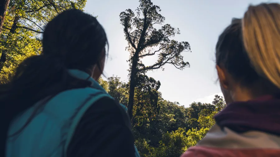 Two hikers admiring a large native tree along the Queen Charlotte Track