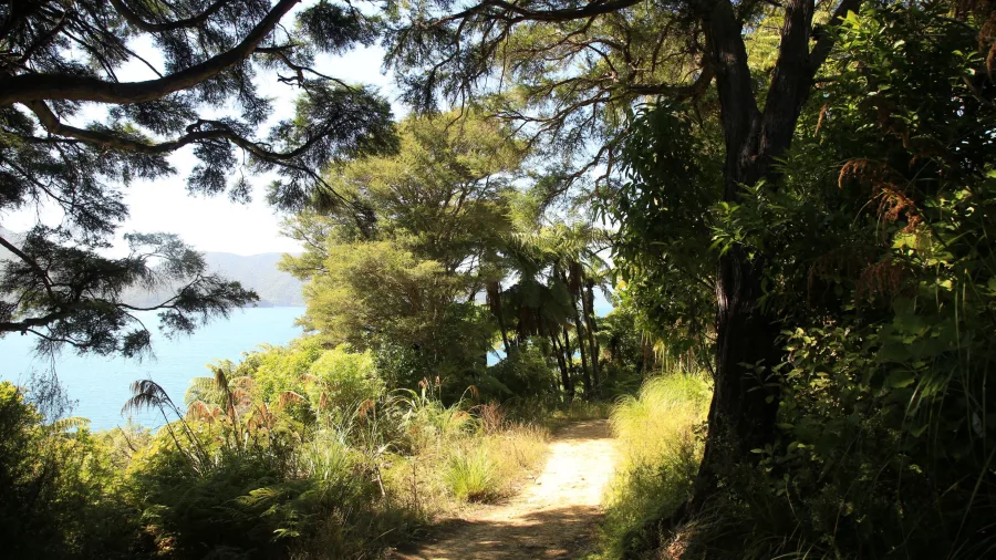 Shaded walking track through native bush with sea glimpses near Punga Cove