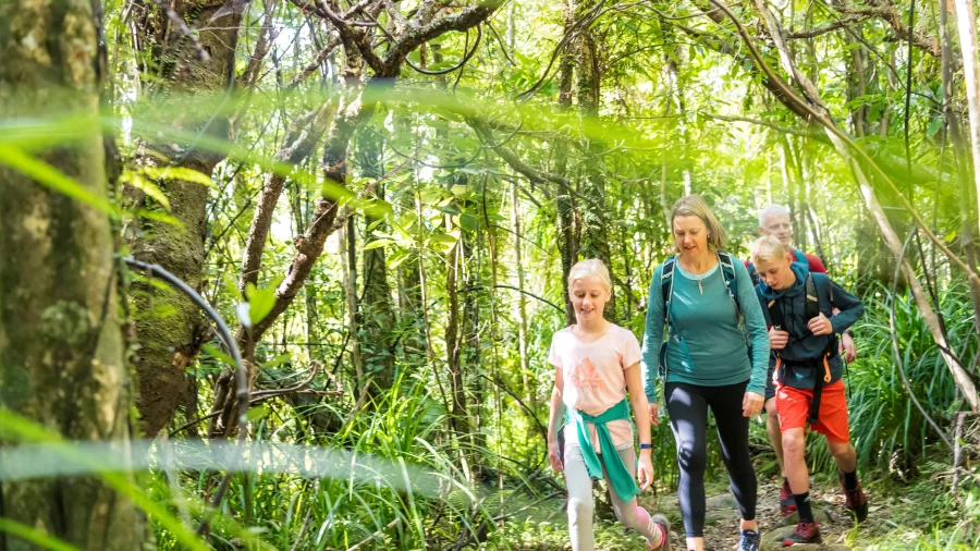 Children and adults hiking through sun-dappled forest near Furneaux Lodge on Queen Charlotte Track