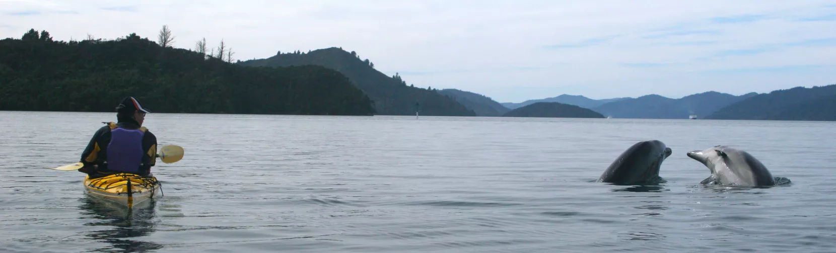 Two dolphins playing near a solo kayaker in Queen Charlotte Sound