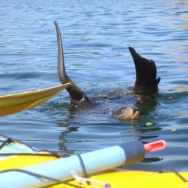 Seal swimming near a yellow kayak in the Marlborough Sounds