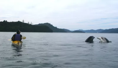 Two dolphins playing near a solo kayaker in Queen Charlotte Sound