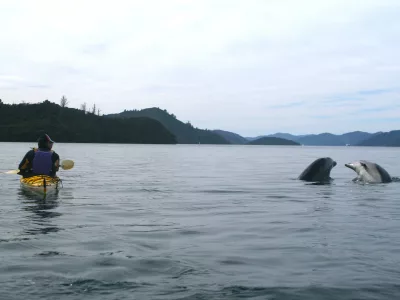 Two dolphins playing near a solo kayaker in Queen Charlotte Sound