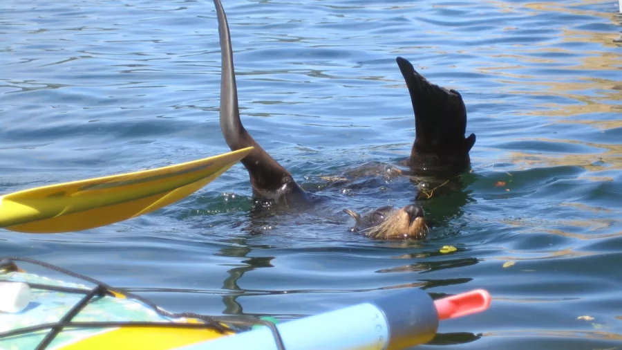 Seal swimming near a yellow kayak in the Marlborough Sounds