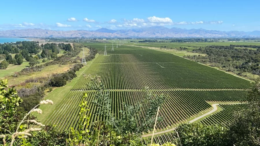 Sweeping view over Marlborough vineyards with mountains in the distance.