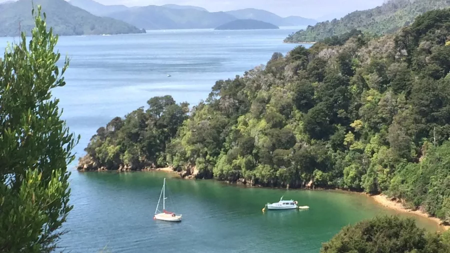 Boats anchored in a quiet cove on Queen Charlotte Sound, surrounded by lush native bush.