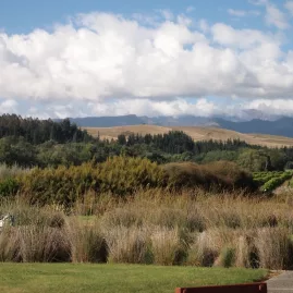 Scenic view of a Marlborough vineyard with native grasses, distant trees, and rolling hills.