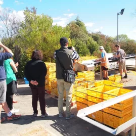 Visitors observing the Pinot Noir harvest with yellow crates at Highfield Estate Winery in Marlborough.