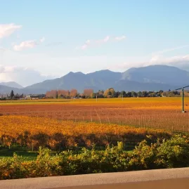 Marlborough vineyard glowing in sunset light with mountain ranges in the background.
