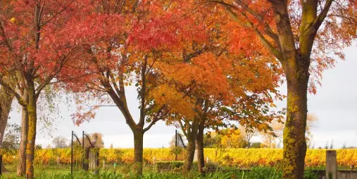 Bright autumn leaves and vineyard rows create a colourful garden scene in Marlborough.